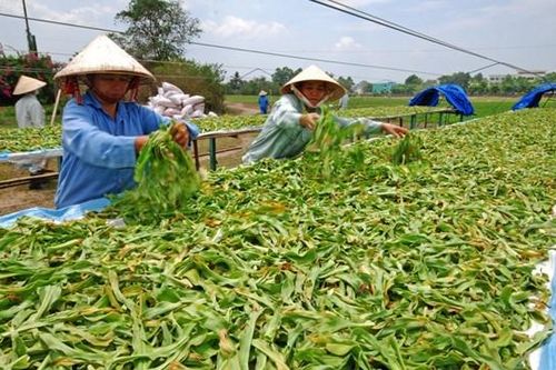 'Mỏ vàng' dược liệu vẫn chưa thể khai thác