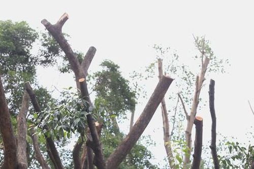 Lý do hàng loạt cây xanh ở TPHCM bị cắt tỉa trơ trụi