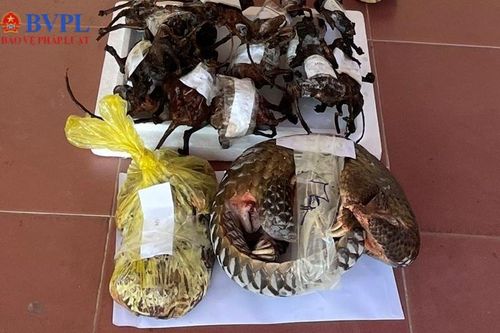 Phê chuẩn khởi tố đối tượng buôn bán động vật hoang dã