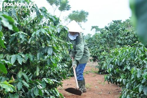 Đoạn kết buồn của cây cà phê trên vùng đất Phủ Quỳ