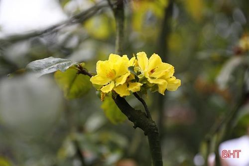 Xây dựng 'vé thông hành' cho cây mai vàng Kỳ Nam