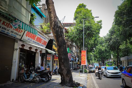 Hà Nội: Cây cổ thụ chết khô, nguy cơ đổ gãy trong mùa mưa bão