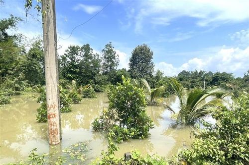 Mưa lũ gây thiệt hại nhà cửa và cây trồng, vật nuôi ở nhiều địa phương
