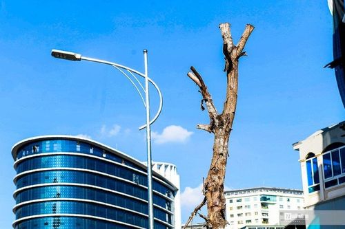 Hà Nội: Loạt cây xanh chết khô trên đường Huỳnh Thúc Kháng kéo dài