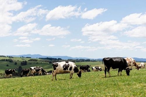 Cách công nghệ định hình ngành chăn nuôi bò sữa của Australia