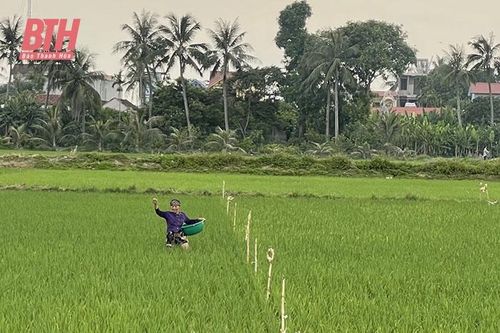 Thay đổi tư duy trong sản xuất lúa