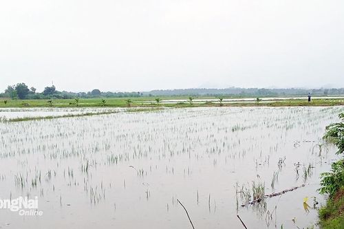 Gần 600 ha cây trồng của H.Tân Phú bị ngập úng