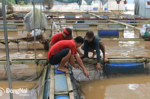 Huyện Định Quán thiệt hại hơn 1,8 ngàn tấn cá bè