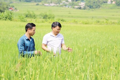 Mường Vi nâng cao giá trị lúa Séng cù