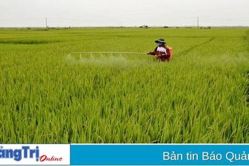Xuất hiện nhiều đối tượng sâu bệnh gây hại lúa hè thu