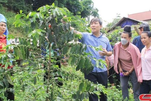 Canh tác cà phê bền vững