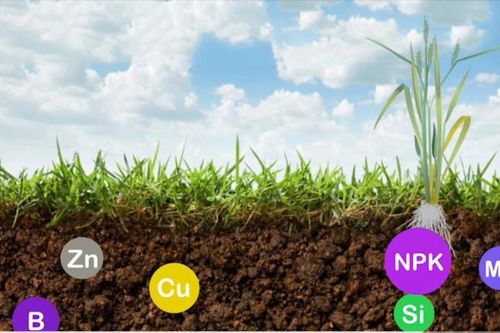Kỹ thuật tối ưu sử dụng phân bón Văn Điển cho cây lúa mùa sớm
