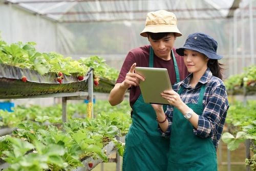 HTX có vượt qua được thách thức khi làm nông nghiệp công nghệ cao?