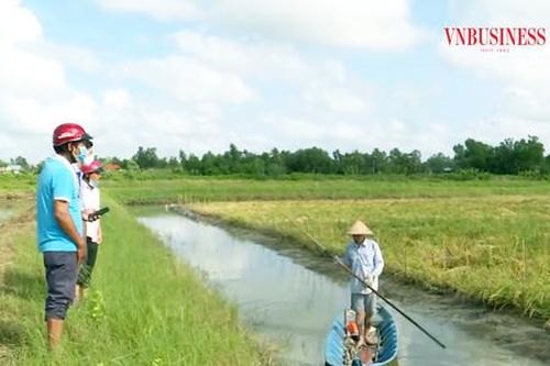 Liên kết nuôi tôm - trồng lúa, nông dân 'sống khỏe'