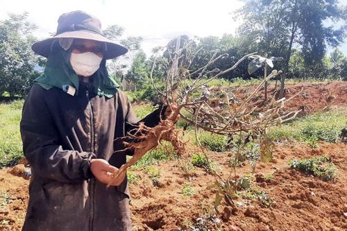 Kiểm tra nguyên nhân cây sâm dược liệu ở vùng cao A Lưới chết hàng loạt
