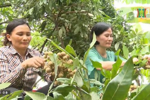Tour trải nghiệm vườn nhãn ở Hưng Yên