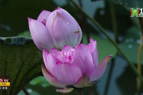 Tạo giá trị kinh tế mới cho sen hồ Tây