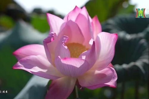 Xứ Đoài thết khách