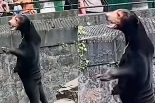 Chú gấu trong sở thú ở Trung Quốc bị dân mạng nghi là do người đóng giả
