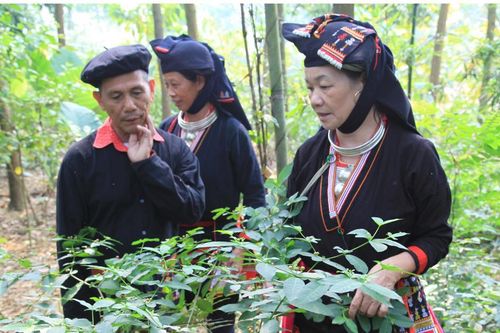 Bản Dao đổi mới