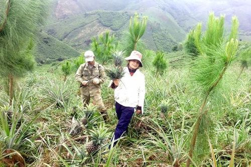 90% cây rừng chết, nông dân áp dụng cách làm giàu 'có một không hai'