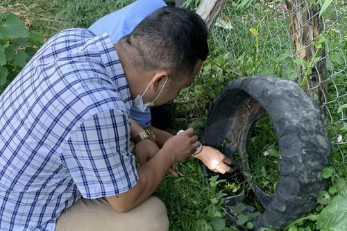 Thêm ca bệnh viêm não Nhật Bản tại Đắk Lắk
