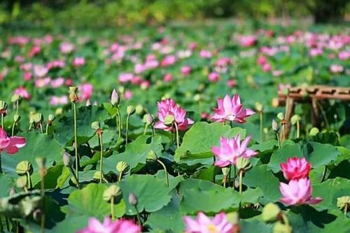 Đồng Tháp: Phát triển du lịch, góp phần tạo dựng hình ảnh quê hương Đất Sen hồng
