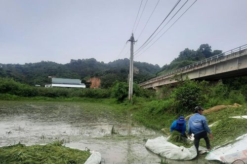 Mưa lớn nhấn chìm hàng ngàn hecta cây trồng ở Đắk Lắk, Đắk Nông