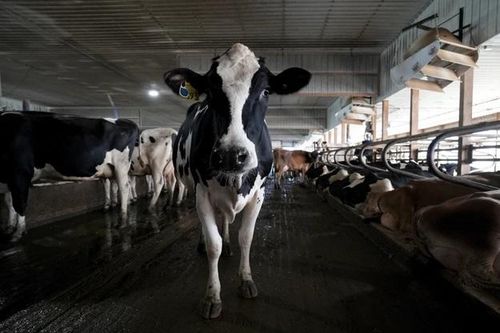 Nông dân Mỹ ứng dụng công nghệ cao giúp gia súc hạ nhiệt trong thời tiết nóng nực