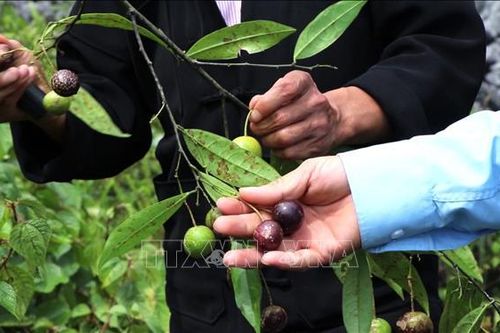 Hà Giang: 11 trẻ bị ngộ độc do ăn quả hồng châu