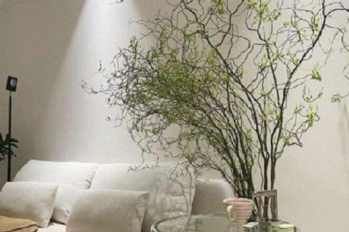 'Cành củi khô' uốn lượn lạ mắt chị em đua nhau tìm mua