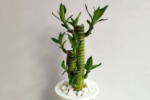 Những loại cây phong thủy phù hợp với người mệnh Thổ