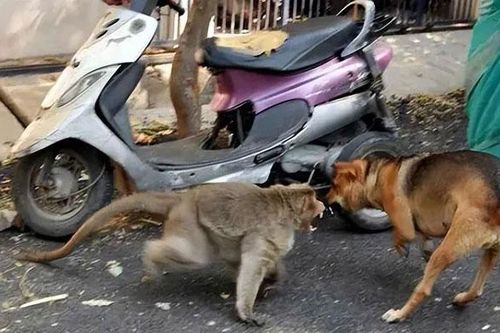 Chiến tranh giữa những loài vật bi thảm, tàn khốc hơn nhiều so với tưởng tượng