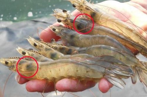 Ăn tôm bấy lâu nay nhưng bạn có biết phần đen ở đầu tôm là gì? Sai lầm của 99% người ăn