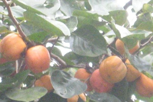 Hà Giang gia tăng các sản phẩm OCOP phục vụ phát triển du lịch