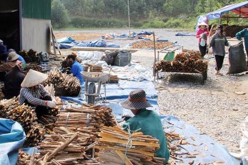 Cần làm gì để phát triển 'ra đầu, ra đũa' ngành quế tại Việt Nam