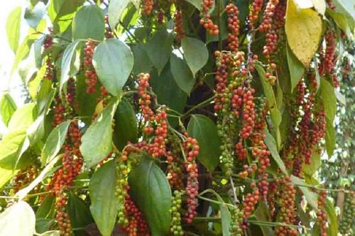 Thủ tướng chỉ đạo hỗ trợ các doanh nghiệp xuất khẩu hồ tiêu sang thị trường UAE