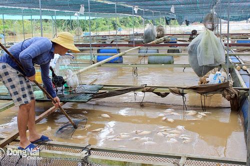 Cảnh báo xuất hiện lũ lớn trên sông Đồng Nai