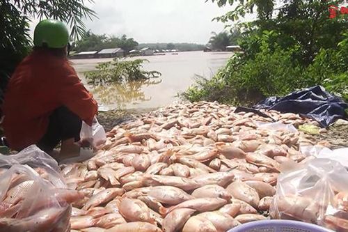 Định Quán: 'Mất trắng' gần 1.850 tấn cá bè, hỗ trợ đột xuất người bị thiệt hại do mưa lũ