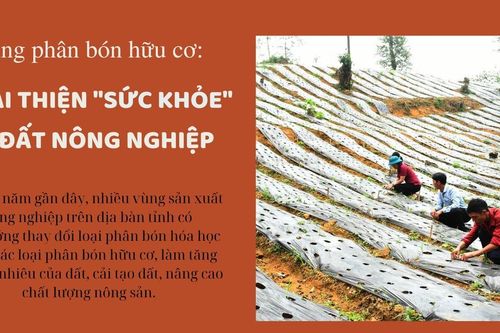 Sử dụng phân bón hữu cơ: Cải thiện 'sức khỏe' đất nông nghiệp