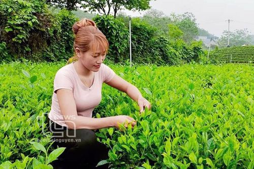 Vùng cao Văn Lăng 'mở lối' thoát nghèo
