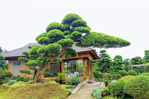 Trồng cây tùng trước cửa nhà có tốt không?