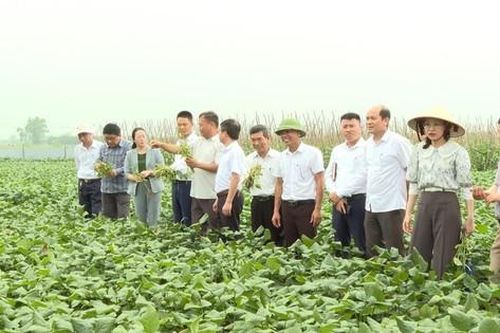 Phú Xuyên chuyển mình cùng Thủ đô phát triển xanh, bền vững