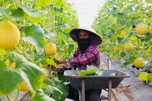 Xác định phát triển nông nghiệp và lâm nghiệp là nền tảng phát triển du lịch, dịch vụ