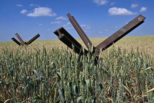 Ngũ cốc Nga sẽ thay thế sản phẩm Ukraine trên thị trường quốc tế