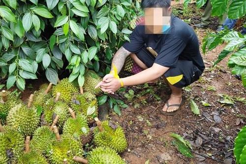 Đắk Nông: Bắt hai đối tượng nghiện ma túy trộm cắp sầu riêng