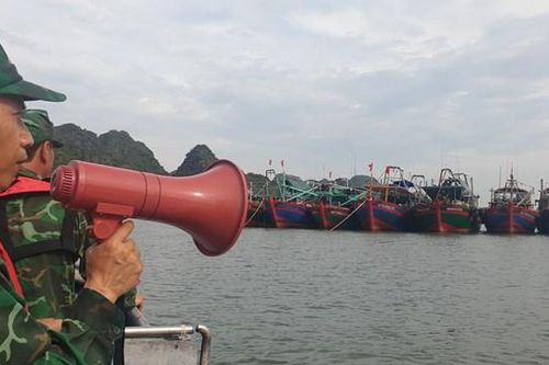Quảng Ninh: Xử lý tàu, thuyền neo đậu ven bờ Vịnh Hạ Long