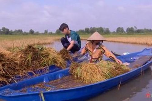 Đồng bằng sông Cửu Long: Xót xa cảnh lúa ngập trong biển nước