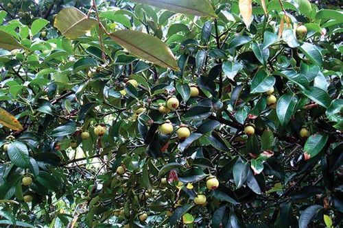 Làm mới sản phẩm du lịch để thu hút du khách ở Bà Rịa - Vũng Tàu