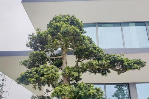 Những nguyên tắc phong thủy cơ bản khi trồng cây tùng trước cửa nhà